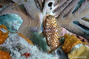 Cyphoma-gibbosa Monnaie caraibes a ocelles-Bonaire Sharon serenity-10m-20180218-Denis-ADER-DSC_6644_tn